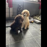 Poodle - Both