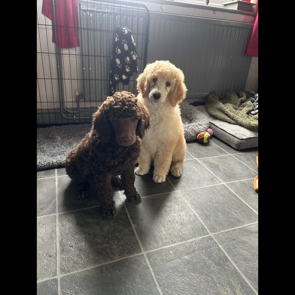 Poodle - Both