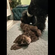 Poodle - Both