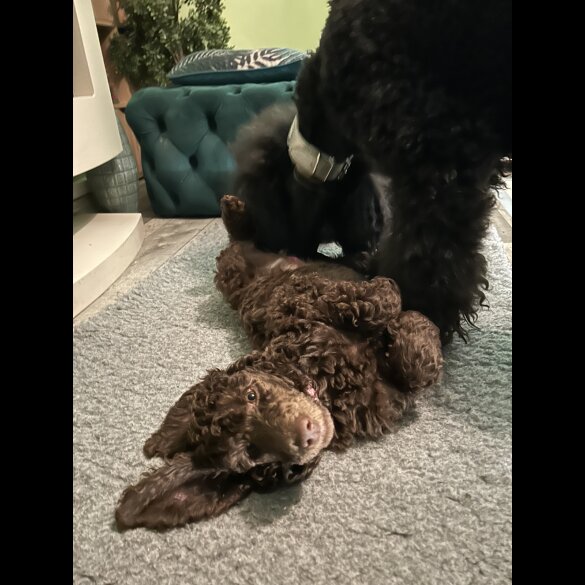 Poodle - Both