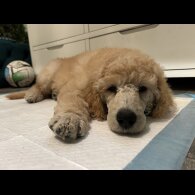 Poodle - Both