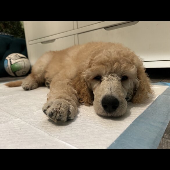 Poodle - Both