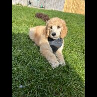 Poodle - Both