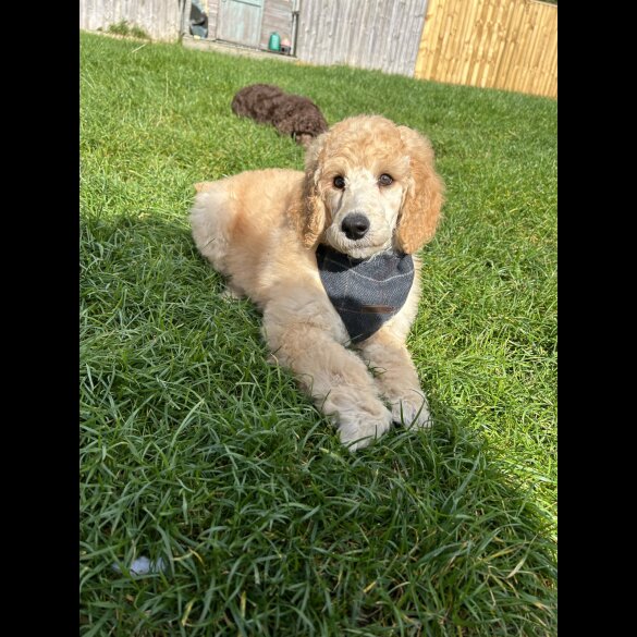 Poodle - Both