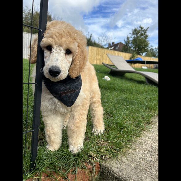 Poodle - Both