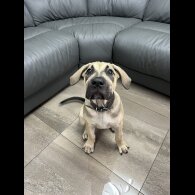 Presa Canario - Both