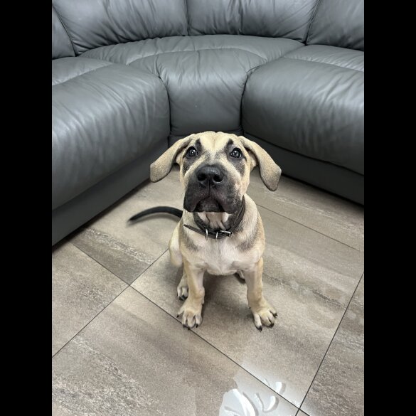 Presa Canario - Both