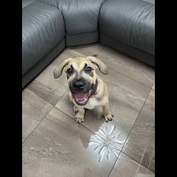 Presa Canario - Both