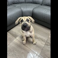 Presa Canario - Both