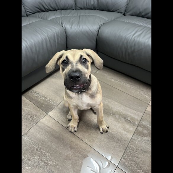 Presa Canario - Both