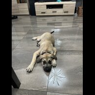 Presa Canario - Both