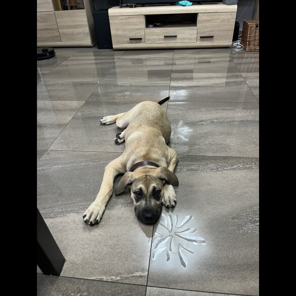 Presa Canario - Both