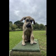 Presa Canario - Both