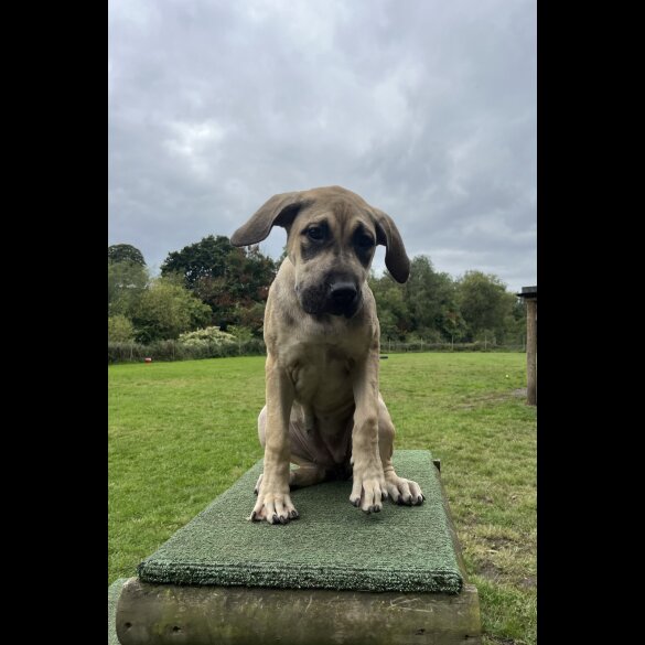 Presa Canario - Both