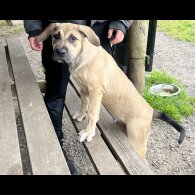 Presa Canario - Both
