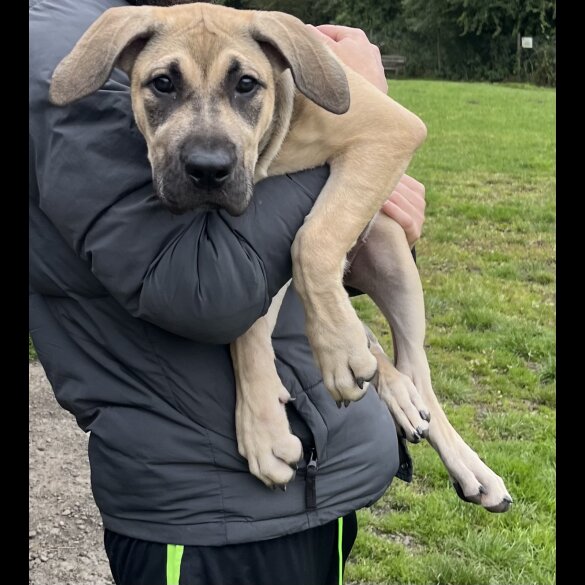 Presa Canario - Both