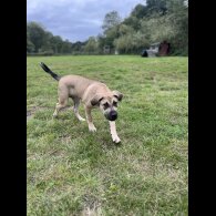 Presa Canario - Both