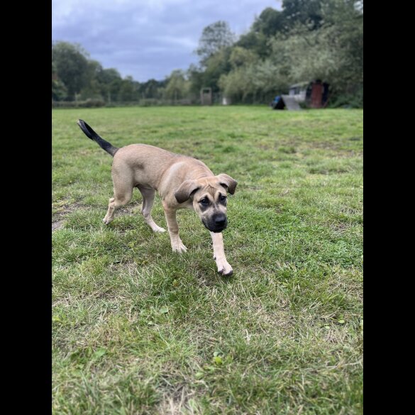 Presa Canario - Both