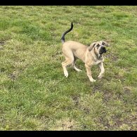 Presa Canario - Both