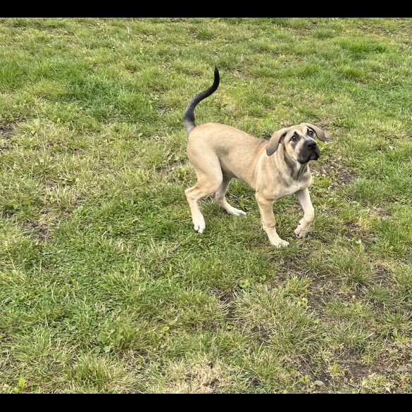 Presa Canario - Both