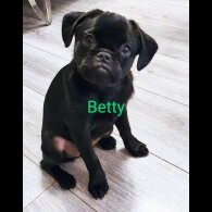 Pug - Bitches