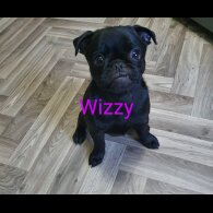 Pug - Bitches
