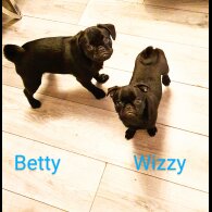 Pug - Bitches