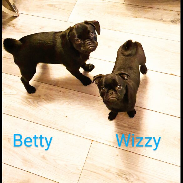 Pug - Bitches