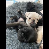 Pug - Both
