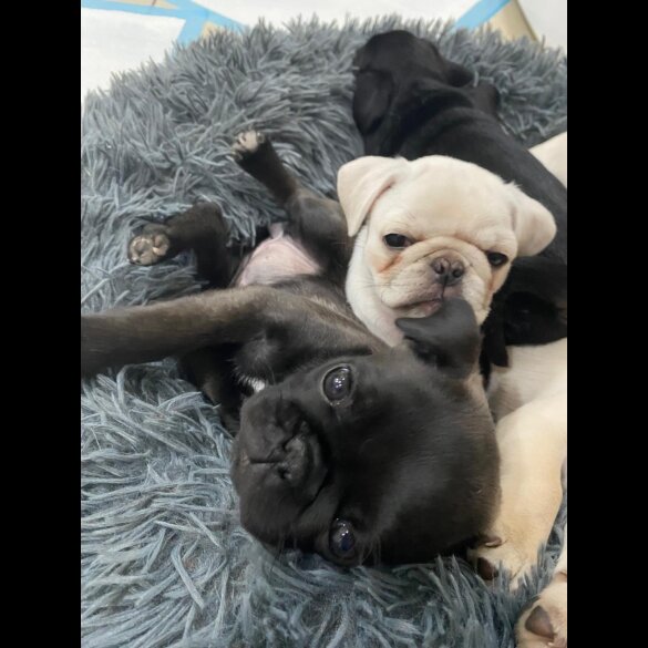 Pug - Both