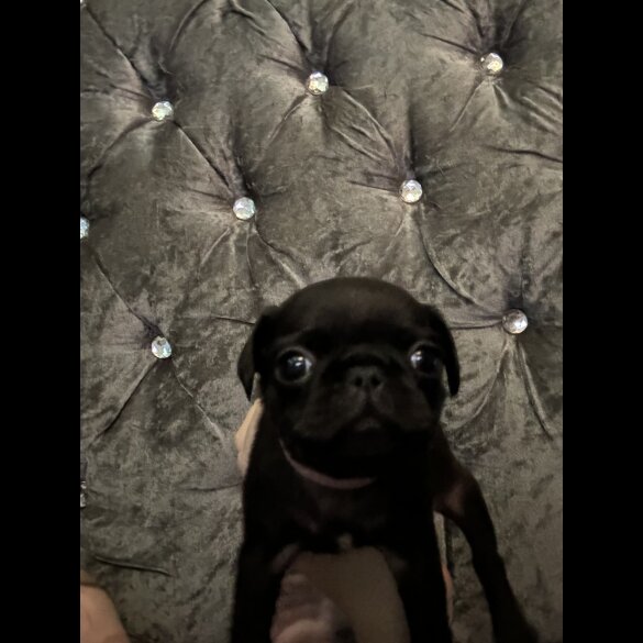 Pug - Both