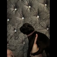 Pug - Both