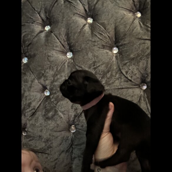 Pug - Both