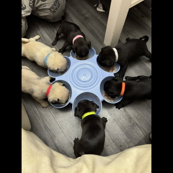 Pug - Both