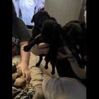Pug - Both