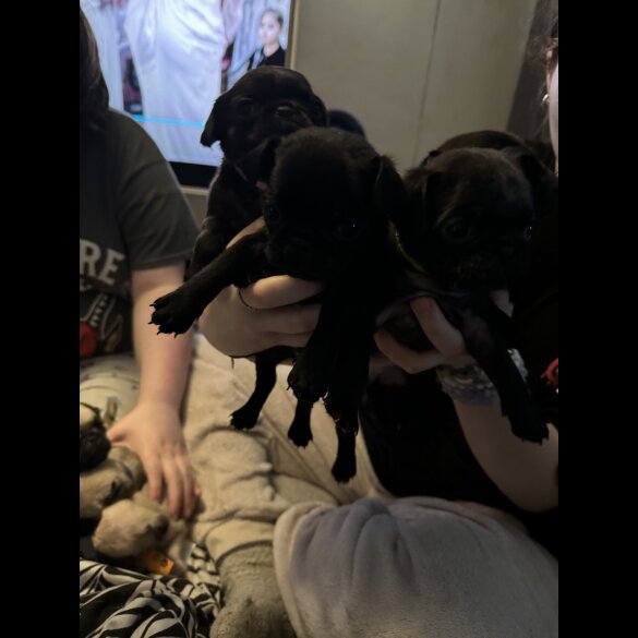 Pug - Both