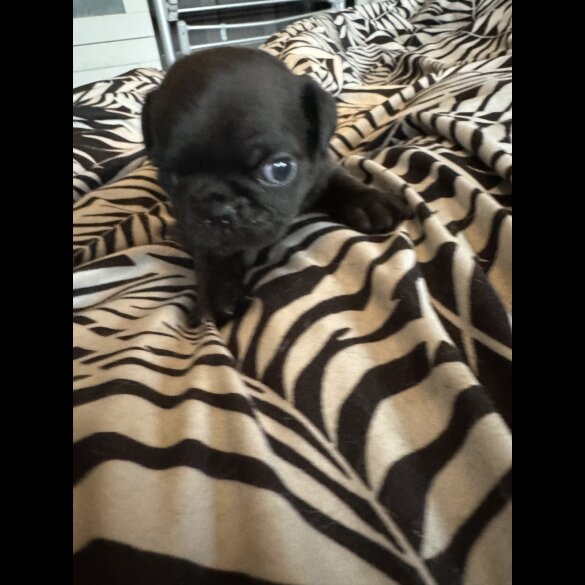 Pug - Both