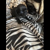 Pug - Both