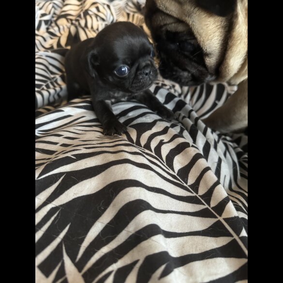 Pug - Both
