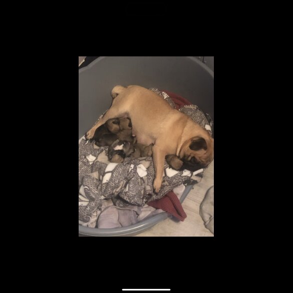 Pug - Both