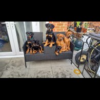 Rottweiler - Bitches