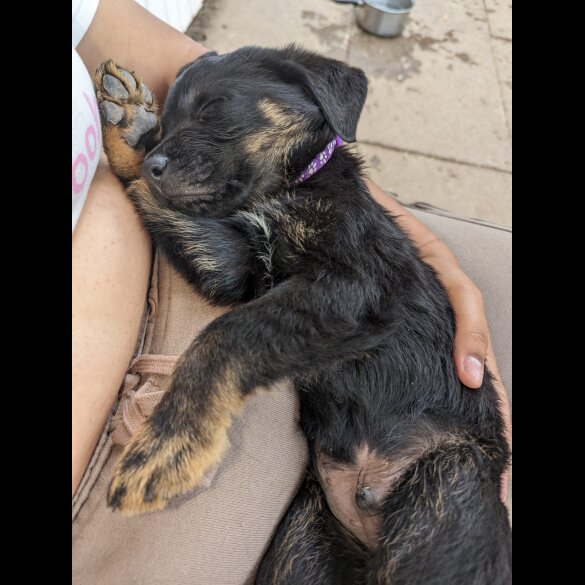 Rottweiler - Dogs