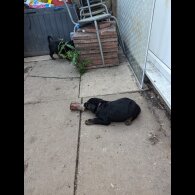 Rottweiler - Dogs