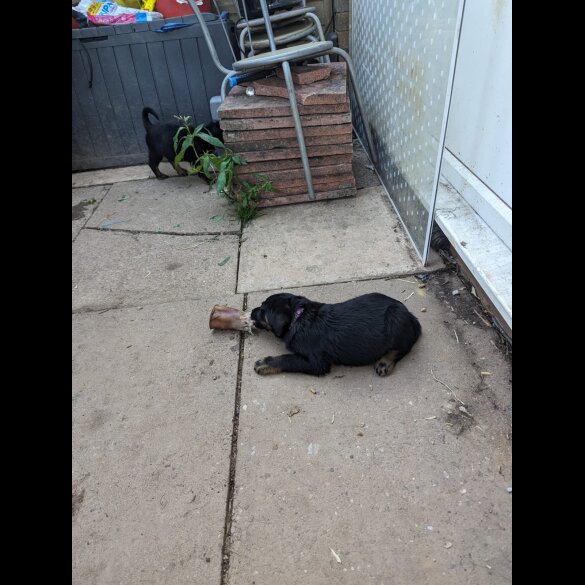 Rottweiler - Dogs