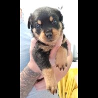 Rottweiler - Bitches