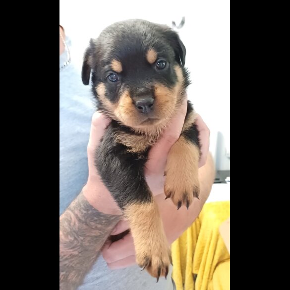 Rottweiler - Bitches