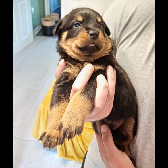 Rottweiler - Bitches