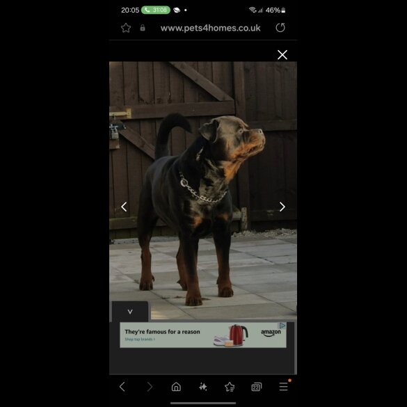 Rottweiler - Bitches