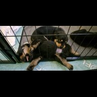 Rottweiler - Bitches