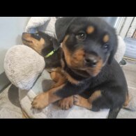 Rottweiler - Both